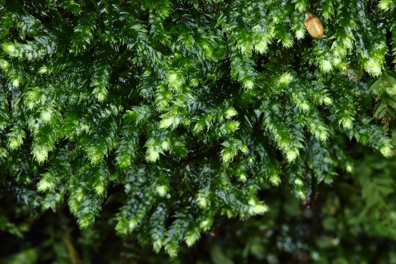 Isopterygiopsis muelleriana